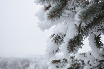 Branches Covered in Frost
