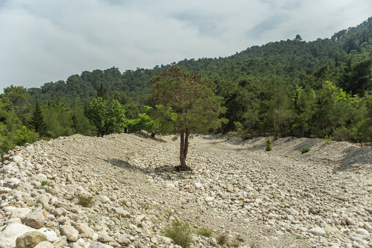 High mountains and green pine forest in the afternoon in summer