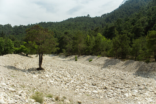High mountains and green pine forest in the afternoon in summer