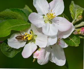 Bee collects nectar and pollen from apple blossoms.
This is the honey harvest that only supports the life of the insect colony.
