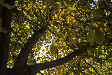 jardin, colores y hojas de color cafe por el otoño, marchitandose