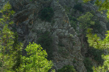 High mountains and green pine forest in the afternoon in summer