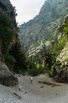 High mountains and green pine forest in the afternoon in summer