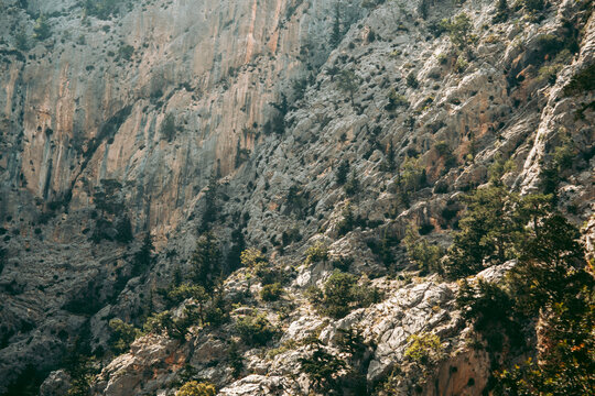 High mountains and green pine forest in the afternoon in summer