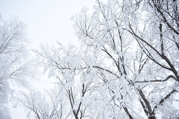 Fototapeta na wymiar Frosty Trees