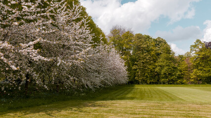 Fototapeta premium Full bloom trees in the park 