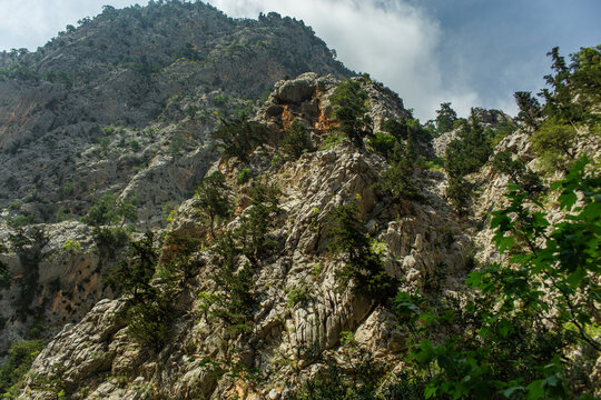 High mountains and green pine forest in the afternoon in summer
