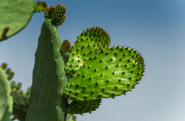 wild cactus in nature among mountains and forests