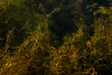 Lake Algae Grass