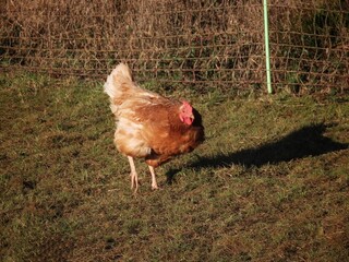 Free range brown laying hen in green grass, close up portrait