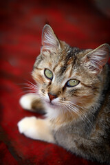 Portrait of a street cat. Street cat in the yard.