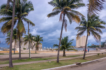 Fototapeta na wymiar Avenida de palmeras en la Quinta Avenida frente a la costa del La Habana, Cuba