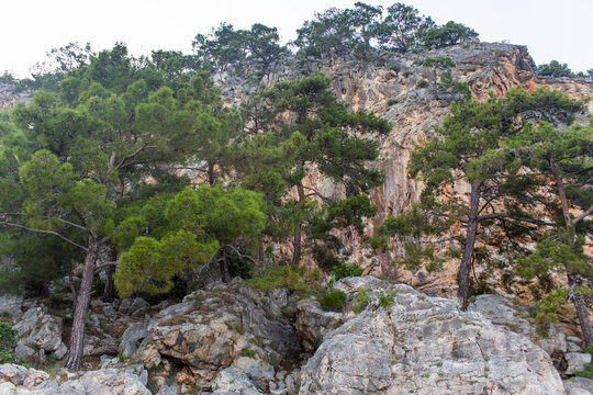 High mountains and green pine forest in the afternoon in summer