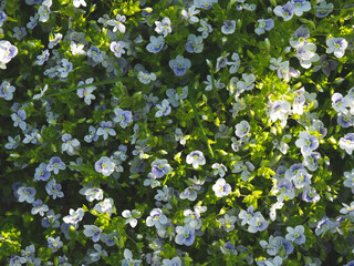Obraz na płótnie Canvas background of blooming blue flowers for text