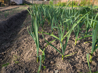 Green garlic plants growing in the garden, close-up. Garden background with green garlic leaves