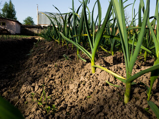 Green garlic plants growing in the garden, close-up. Garden background with green garlic leaves
