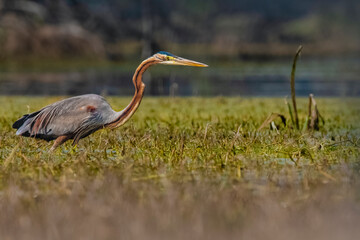 Purple Heron heron