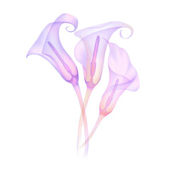 set transparent flower calla of soft pink color, hand-drawn, isolated on a white background, x-ray flower, calla leaves Delicate spring petals pistils stamens Botanical drawing of the flower structure