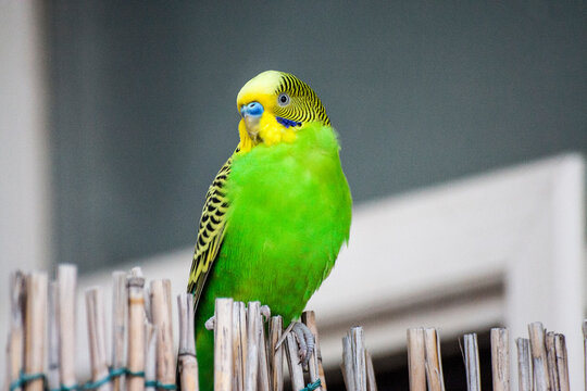 Piccolo pappagallo esotico con piume verdi azzurre e gialle e col becco piccolo, appoggiato su un canneto di bamboo