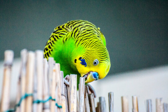 Piccolo pappagallo esotico con piume verdi azzurre e gialle e col becco piccolo, appoggiato su un canneto di bamboo