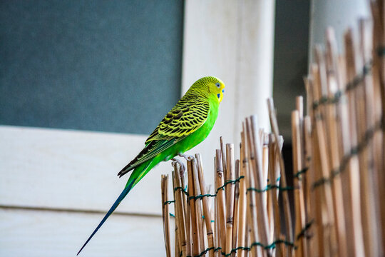Piccolo pappagallo esotico con piume verdi azzurre e gialle e col becco piccolo, appoggiato su un canneto di bamboo