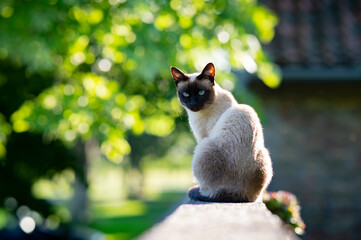 A Siamese cat with blue eyes is sitting in the garden