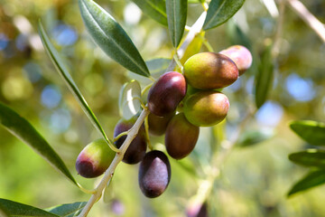 beautiful ripe olives, close-up.
