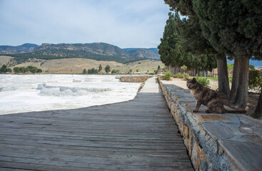 Fototapeta premium Carbonate mineral cliff with calcite-laden waters in Hierapolis Pamukkale in Turkey