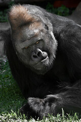 The questioning gloom of a dominant male gorilla in green meadow, reminiscent of an interrogation