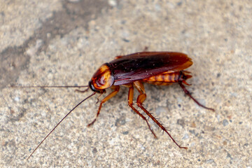 Selective focus of cockroach on the cement wall, Close Up of cockroach on street, Insects on...