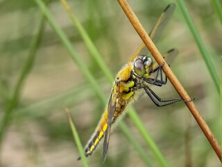 dragonfly on a yellow leaf