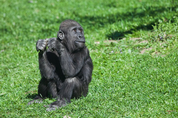 Baby gorilla sitting on a green meadow cute looks like human child anthropoid
