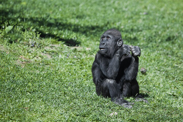 Interrogatively anxious look of cute baby gorilla on bright green