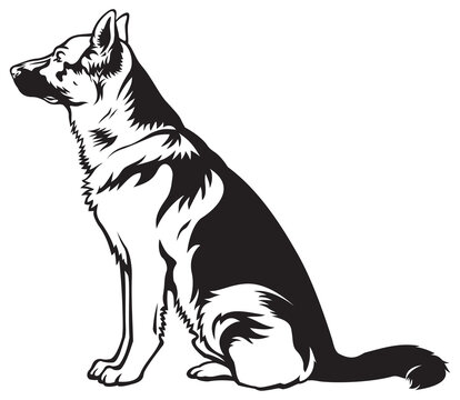 German shepherd sitting dog 2, dog breed vector illustration from the dog show sign symbol set