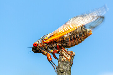 Brood X group of periodical cicadas emerge synchronously every 17 years. This group is known as Great Eastern Broods. Newly emerged adult swinging wing before  flying off a wooden stick