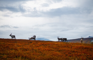 Fototapeta premium Reindeers met between Alesjaure and Tjaktja huts while hiking Kungsleden trail, early morning, September, Swedish Lapland.