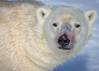 Arctic polar bear looks directly at camera， with blood on snout.