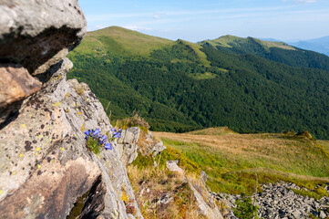 Fototapeta na wymiar Alpine Bellflower (Campanula alpina Jacq.) Growing on a rock, Bieszczady Mountains, Wołosate
