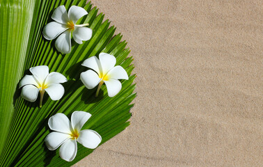 Fototapeta na wymiar White plumeria flowers on fiji fan palm leaf on sand.