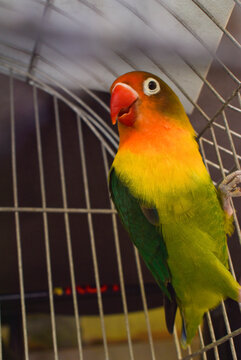 ave en jaula, enjaulada