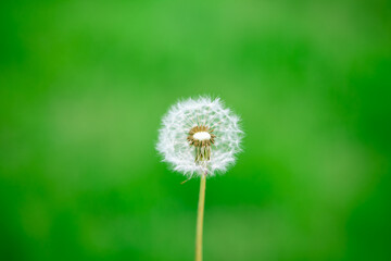 Single Dandelion on a Green Background