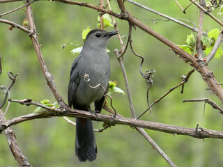 Nightingale sitting on the branch