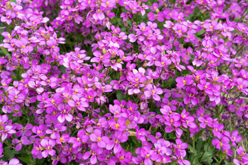 Aubretia or Aubrieta spreading evergreen small violet or purple flowers textured background.