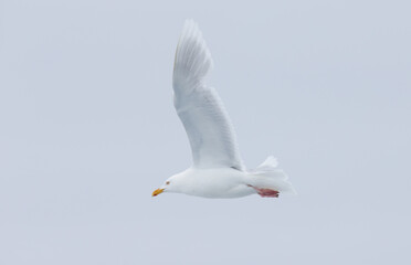 Magestic ivory gull in Arctic
