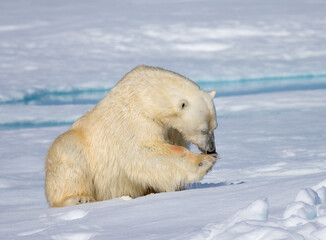 Obraz na płótnie Canvas Male polar bear licking foot after eating