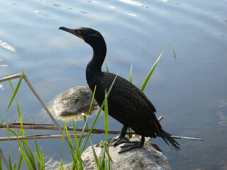 Cormorant bird standing on stone