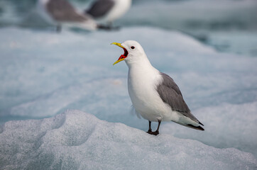 Screaming Kittiwake bird with open mouth.