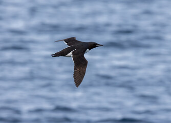Thick billed murre flies over Arctic Ocean in Norway