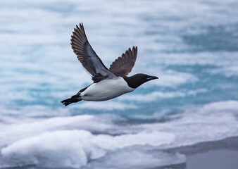 Thick-billed murre in flight near Spitsbergen， Norway