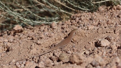 Brown lizard moving on the dry soil in Saint Catherine in Sinai in Egypt